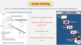 Simple Staining Methods Fundamental principles of microbiology | PPTX