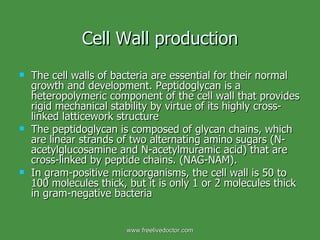 Cell Wall production The cell walls of bacteria are essential for their normal growth and development. Peptidoglycan is a heteropolymeric component of the cell wall that provides rigid mechanical stability by virtue of its highly cross-linked latticework structure  The peptidoglycan is composed of glycan chains, which are linear strands of two alternating amino sugars (N-acetylglucosamine and N-acetylmuramic acid) that are cross-linked by peptide chains. (NAG-NAM).  In gram-positive microorganisms, the cell wall is 50 to 100 molecules thick, but it is only 1 or 2 molecules thick in gram-negative bacteria www.freelivedoctor.com 