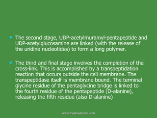 The second stage, UDP-acetylmuramyl-pentapeptide and UDP-acetylglucosamine are linked (with the release of the uridine nucleotides) to form a long polymer. The third and final stage involves the completion of the cross-link. This is accomplished by a transpeptidation reaction that occurs outside the cell membrane. The transpeptidase itself is membrane bound. The terminal glycine residue of the pentaglycine bridge is linked to the fourth residue of the pentapeptide (D-alanine), releasing the fifth residue (also D-alanine) www.freelivedoctor.com 