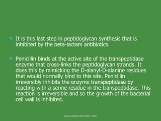 It is this last step in peptidoglycan synthesis that is inhibited by the beta-lactam antibiotics .  Penicillin binds at the active site of the transpeptidase enzyme that cross-links the peptidoglycan strands. It does this by mimicking the D-alanyl-D-alanine residues that would normally bind to this site. Penicillin irreversibly inhibits the enzyme transpeptidase by reacting with a serine residue in the transpeptidase. This reaction is irreversible and so the growth of the bacterial cell wall is inhibited.   www.freelivedoctor.com 