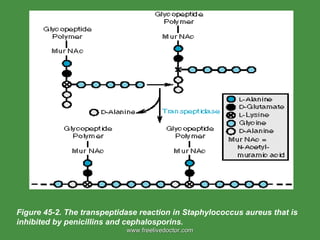 Figure 45-2. The transpeptidase reaction in Staphylococcus aureus that is inhibited by penicillins and cephalosporins. www.freelivedoctor.com 