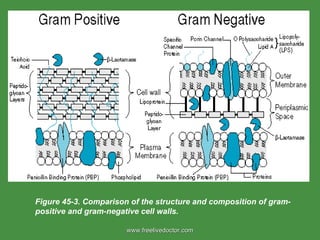 Figure 45-3. Comparison of the structure and composition of gram-positive and gram-negative cell walls. www.freelivedoctor.com 