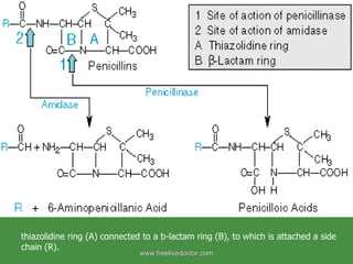 thiazolidine ring (A) connected to a b-lactam ring (B), to which is attached a side chain (R). www.freelivedoctor.com 