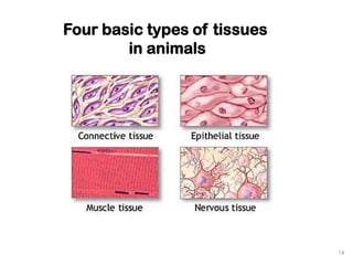 fundamentals in animal physiology for master studies | PDF