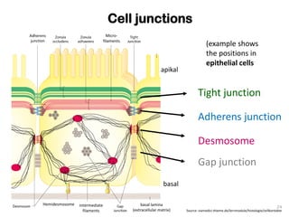 Desmosomes Example fundamentals in animal physiology for master studies | PDF