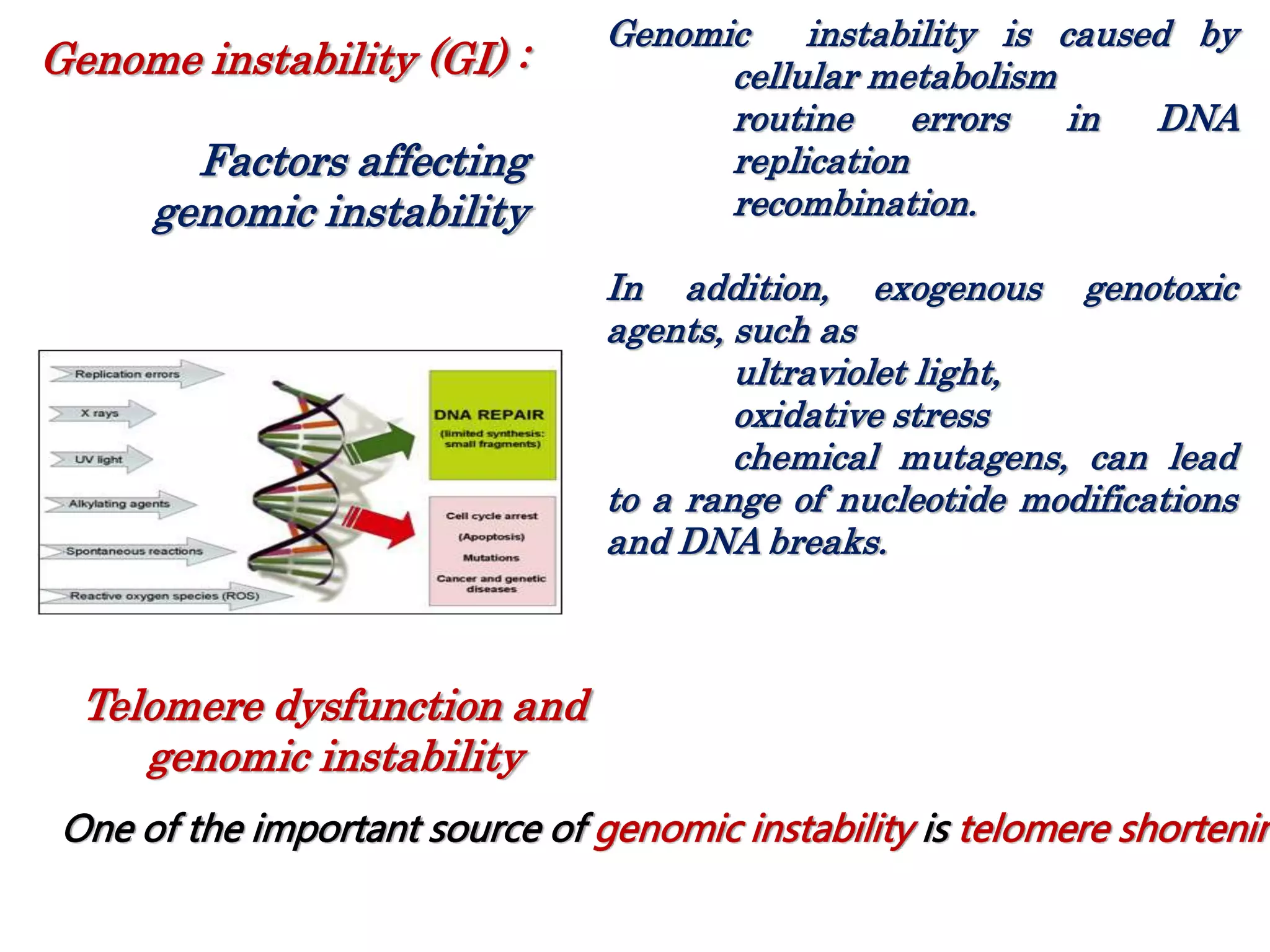 Genomic instability is caused by
cellular metabolism
routine errors in DNA
replication
recombination.
In addition, exogenous genotoxic
agents, such as
ultraviolet light,
oxidative stress
chemical mutagens, can lead
to a range of nucleotide modifications
and DNA breaks.
Genome instability (GI) :
Factors affecting
genomic instability
Telomere dysfunction and
genomic instability
One of the important source of genomic instability is telomere shortenin
 