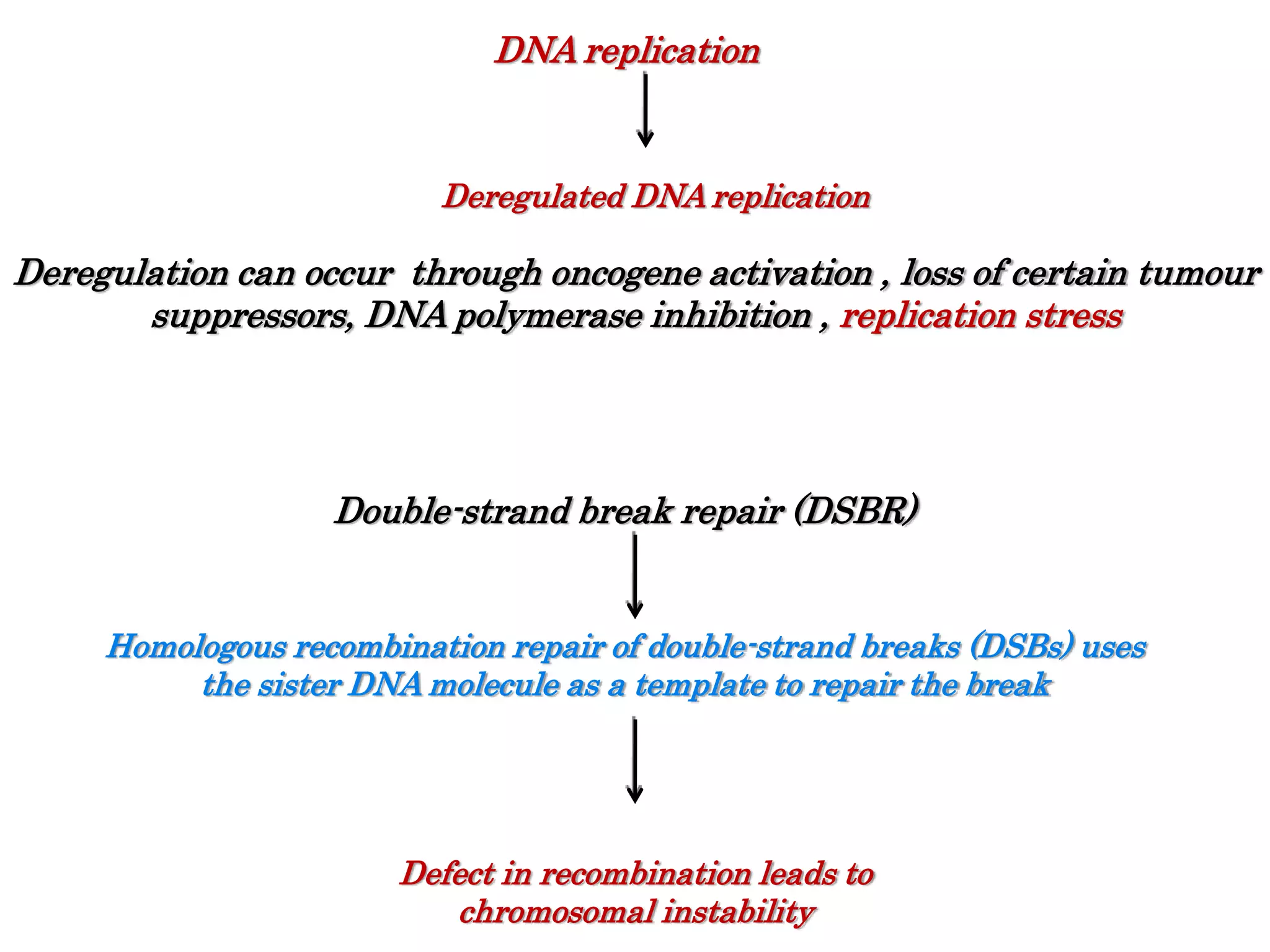 DNA replication
Deregulated DNA replication
Deregulation can occur through oncogene activation , loss of certain tumour
suppressors, DNA polymerase inhibition , replication stress
Double-strand break repair (DSBR)
Homologous recombination repair of double-strand breaks (DSBs) uses
the sister DNA molecule as a template to repair the break
Defect in recombination leads to
chromosomal instability
 