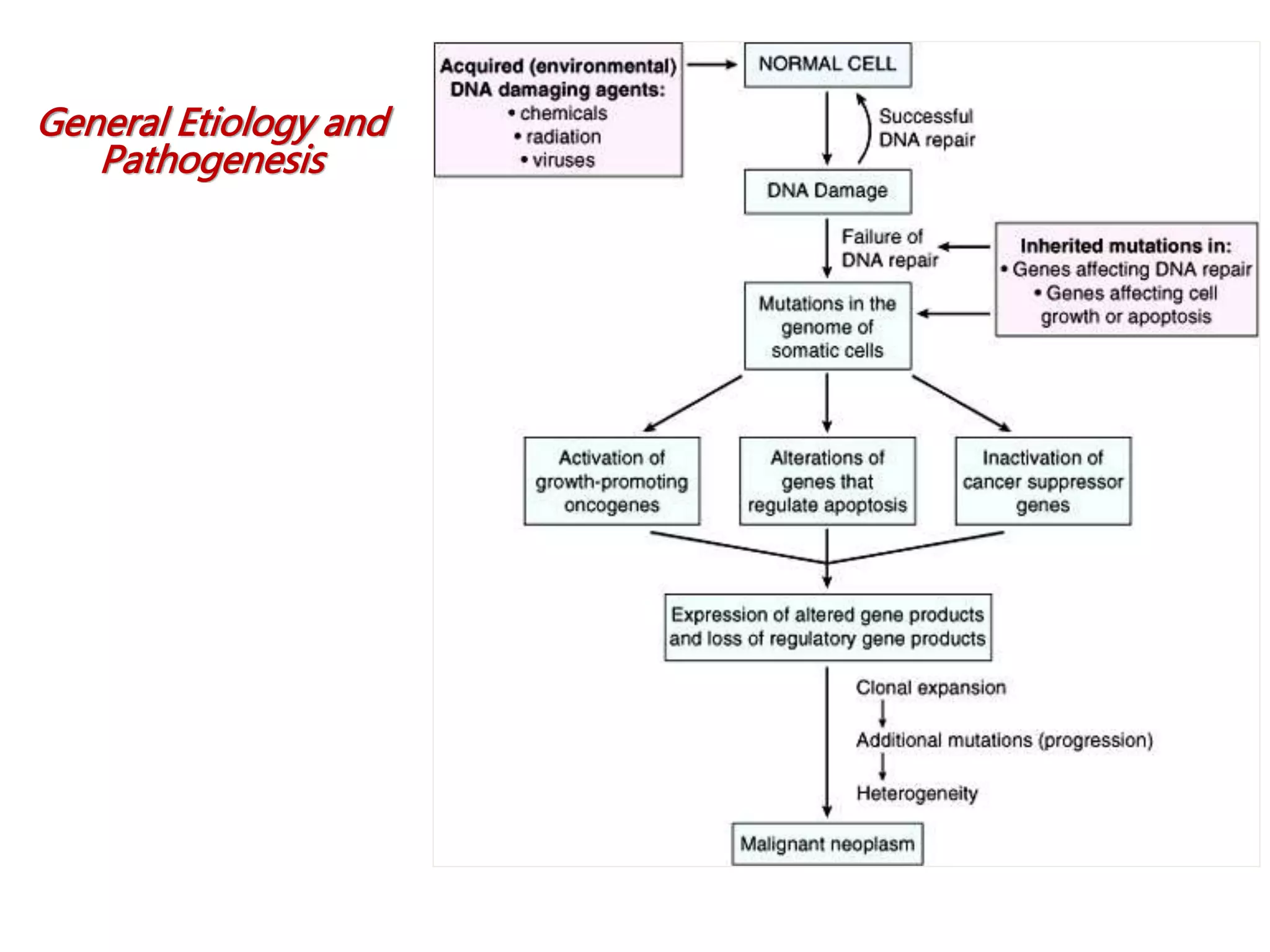 General Etiology and
Pathogenesis
 