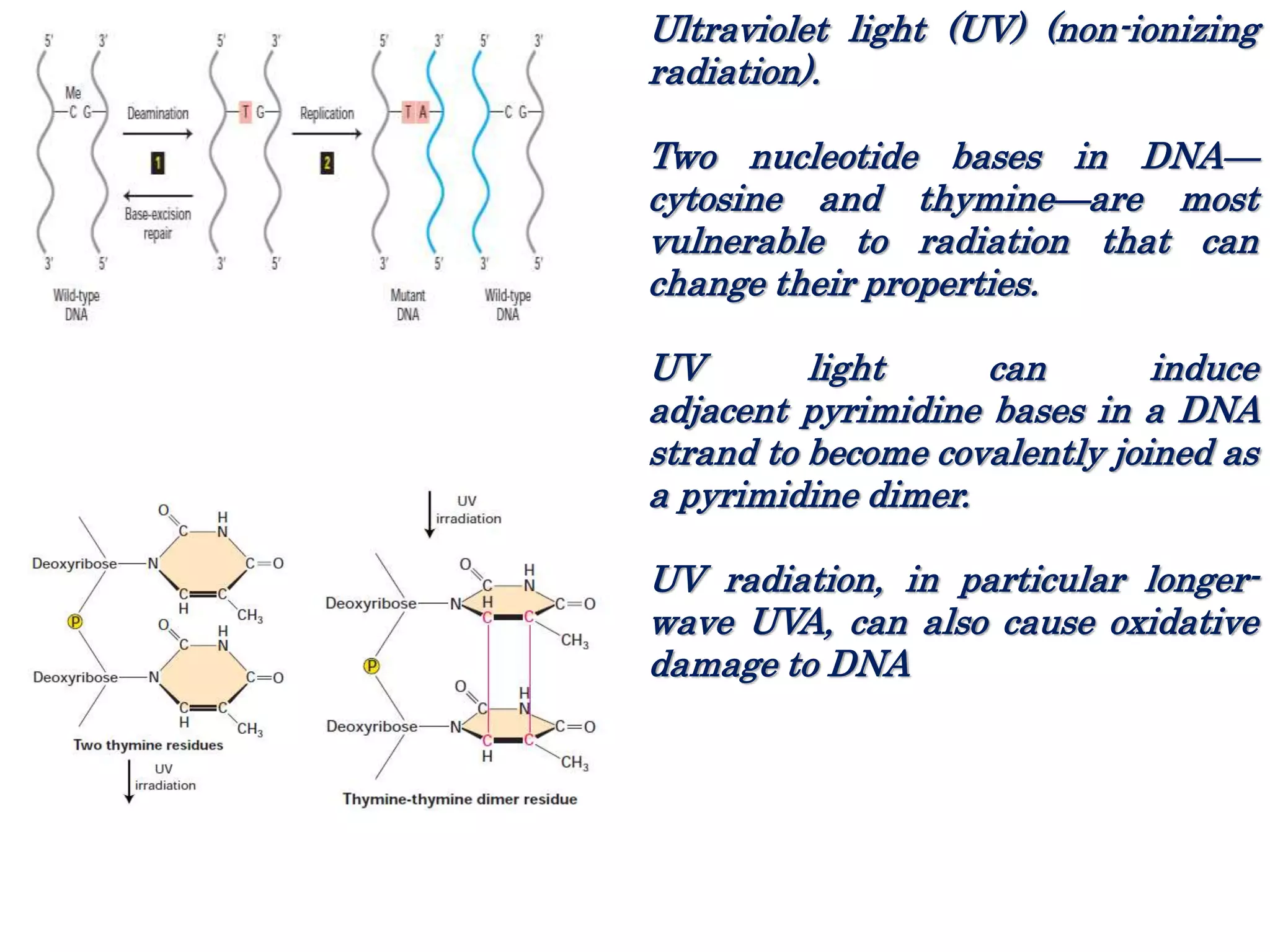 Ultraviolet light (UV) (non-ionizing
radiation).
Two nucleotide bases in DNA—
cytosine and thymine—are most
vulnerable to radiation that can
change their properties.
UV light can induce
adjacent pyrimidine bases in a DNA
strand to become covalently joined as
a pyrimidine dimer.
UV radiation, in particular longer-
wave UVA, can also cause oxidative
damage to DNA
 