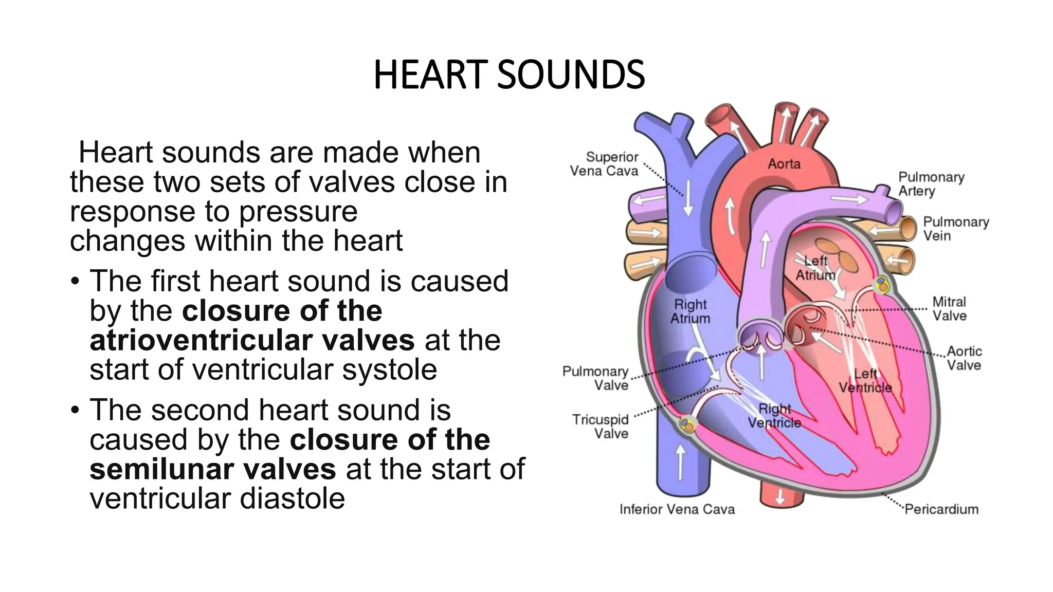 FUNDAMENTALS OF CARDIOVASCULAR SYSTEM, BHM 2ND SEM.pptx