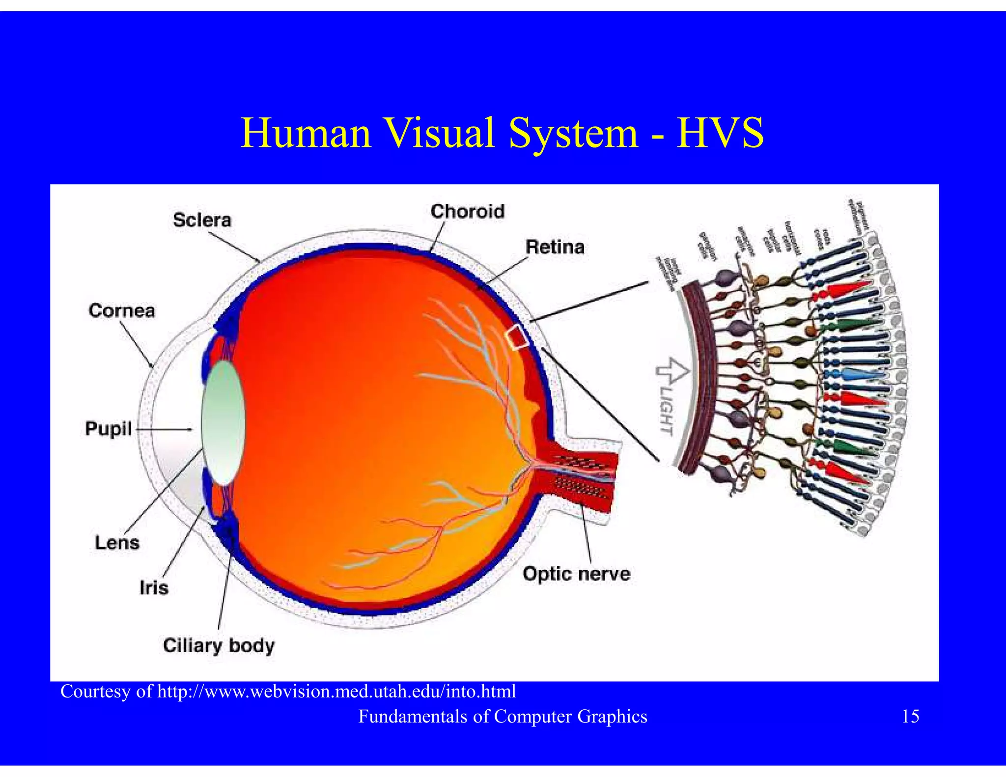 Fundamentals of Computer Graphics 15
Human Visual System - HVS
Courtesy of http://www.webvision.med.utah.edu/into.html
 