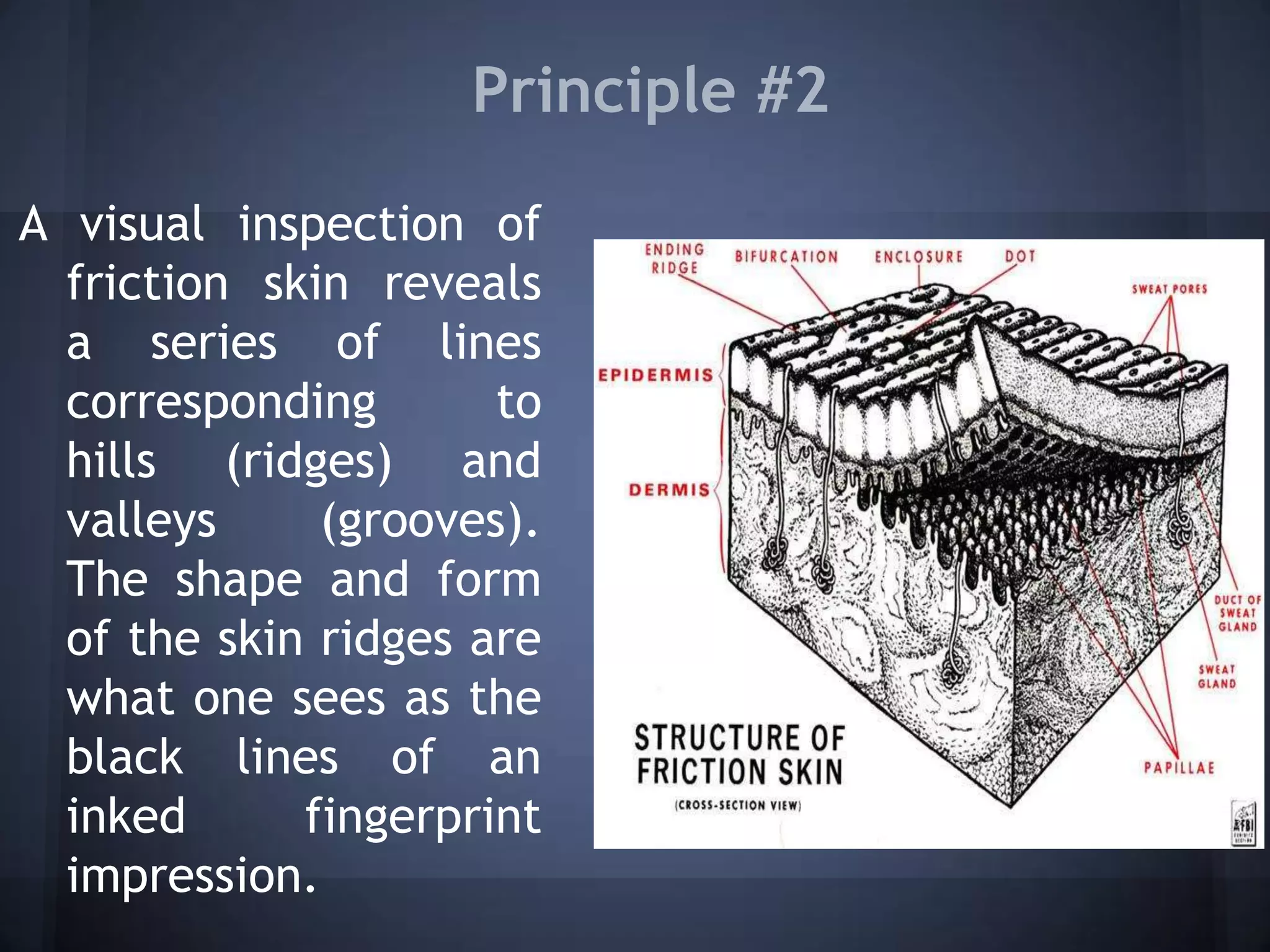 Principle #2
A visual inspection of
friction skin reveals
a series of lines
corresponding to
hills (ridges) and
valleys (grooves).
The shape and form
of the skin ridges are
what one sees as the
black lines of an
inked fingerprint
impression.
 