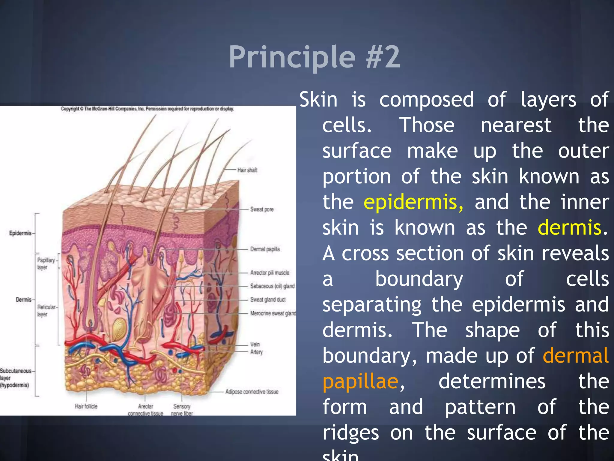 Principle #2
Skin is composed of layers of
cells. Those nearest the
surface make up the outer
portion of the skin known as
the epidermis, and the inner
skin is known as the dermis.
A cross section of skin reveals
a boundary of cells
separating the epidermis and
dermis. The shape of this
boundary, made up of dermal
papillae, determines the
form and pattern of the
ridges on the surface of the
 