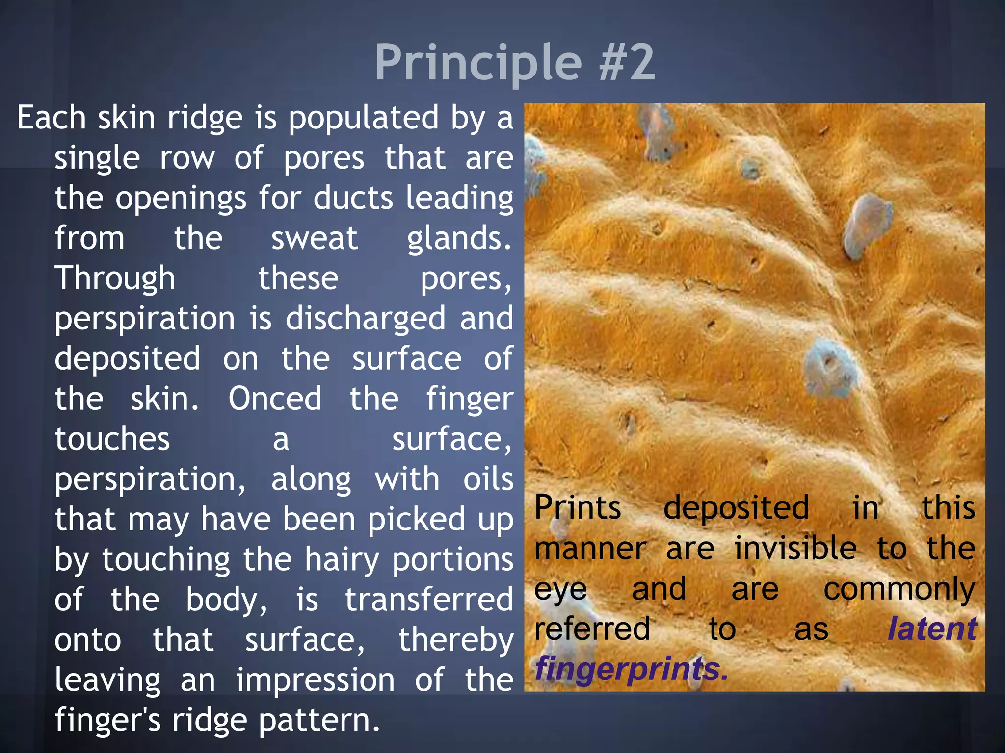 Principle #2
Each skin ridge is populated by a
single row of pores that are
the openings for ducts leading
from the sweat glands.
Through these pores,
perspiration is discharged and
deposited on the surface of
the skin. Onced the finger
touches a surface,
perspiration, along with oils
that may have been picked up
by touching the hairy portions
of the body, is transferred
onto that surface, thereby
leaving an impression of the
finger's ridge pattern.
Prints deposited in this
manner are invisible to the
eye and are commonly
referred to as latent
fingerprints.
 