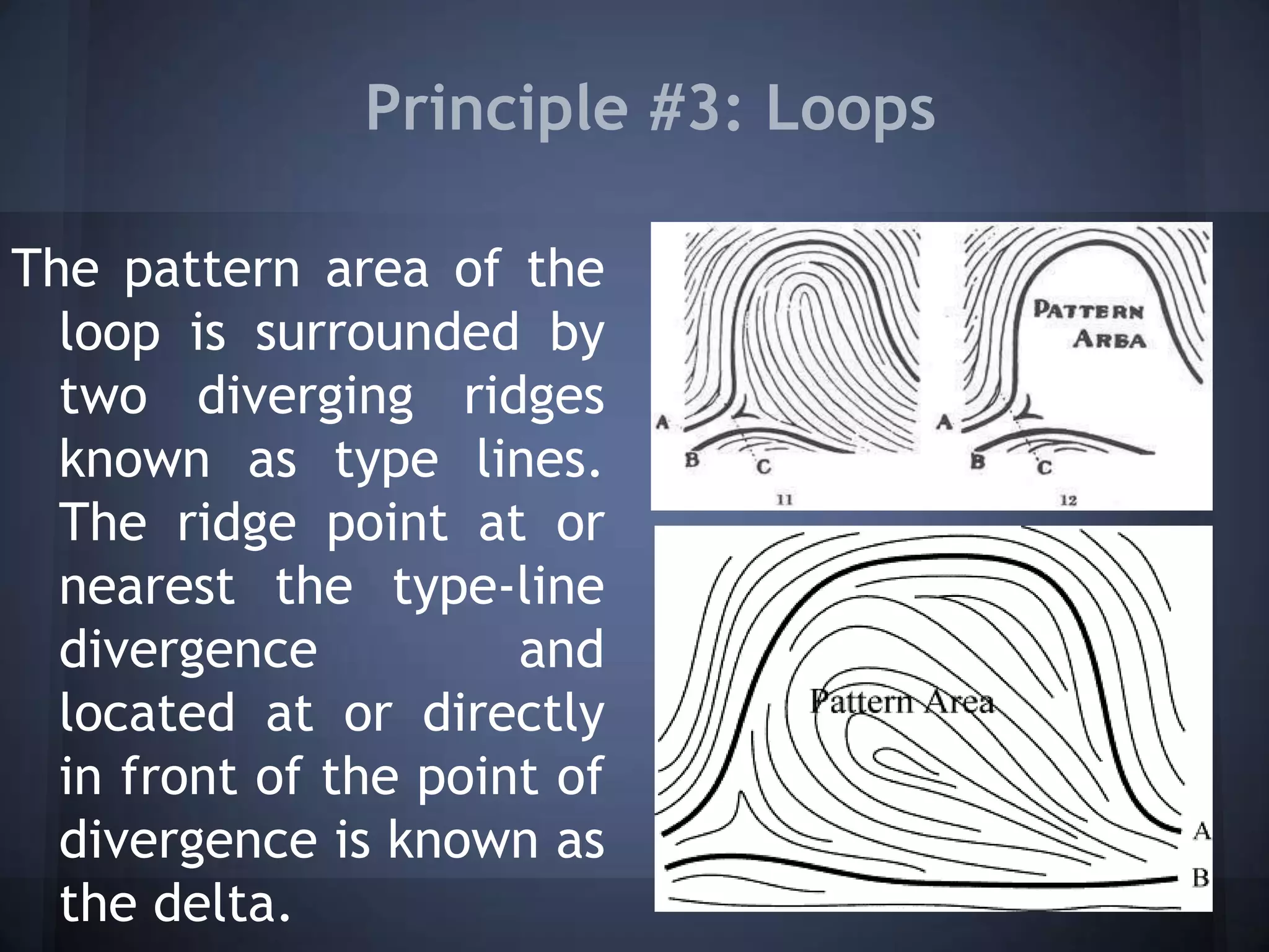 Principle #3: Loops
The pattern area of the
loop is surrounded by
two diverging ridges
known as type lines.
The ridge point at or
nearest the type-line
divergence and
located at or directly
in front of the point of
divergence is known as
the delta.
 