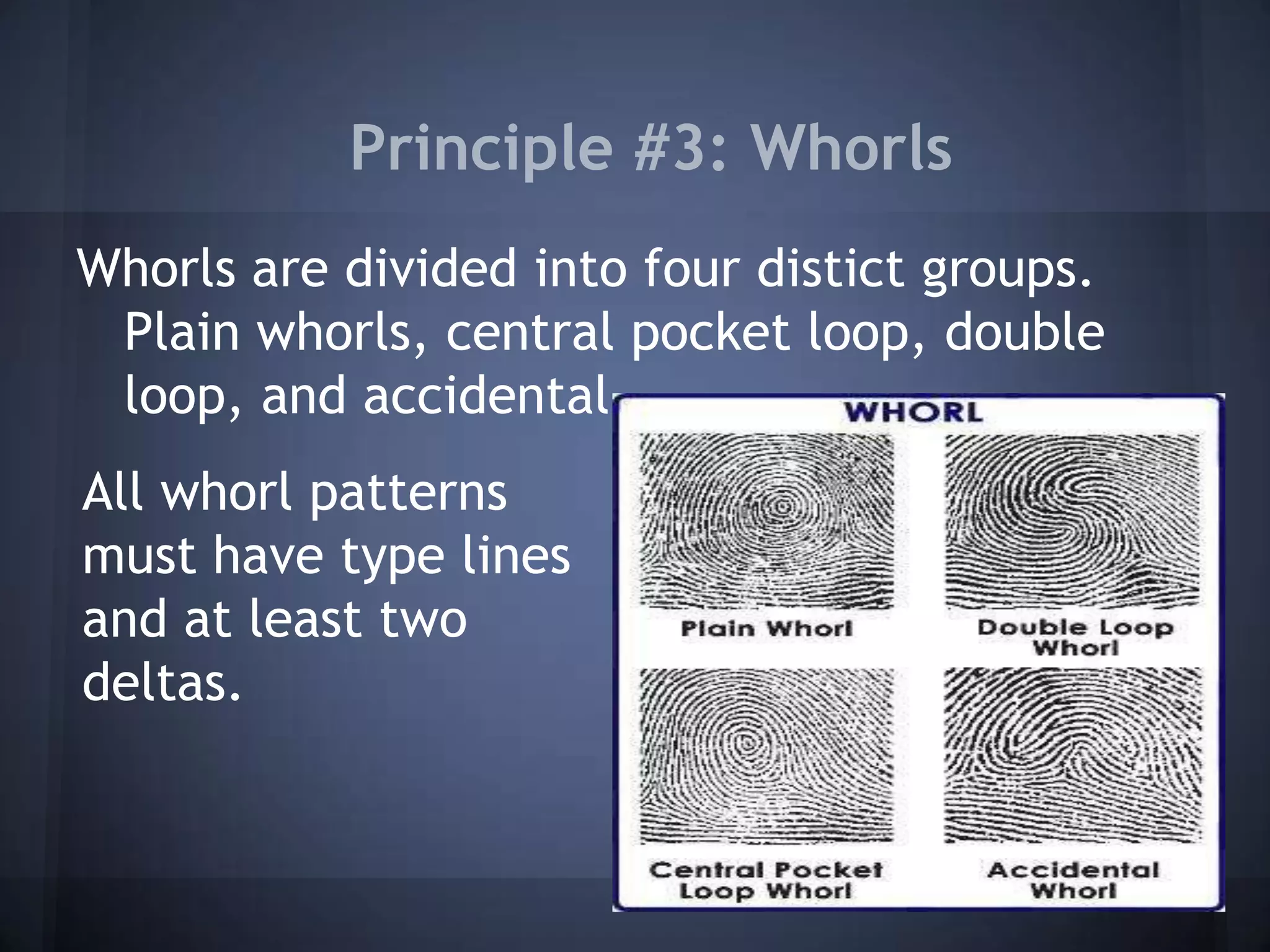 Principle #3: Whorls
Whorls are divided into four distict groups.
Plain whorls, central pocket loop, double
loop, and accidental.
All whorl patterns
must have type lines
and at least two
deltas.
 