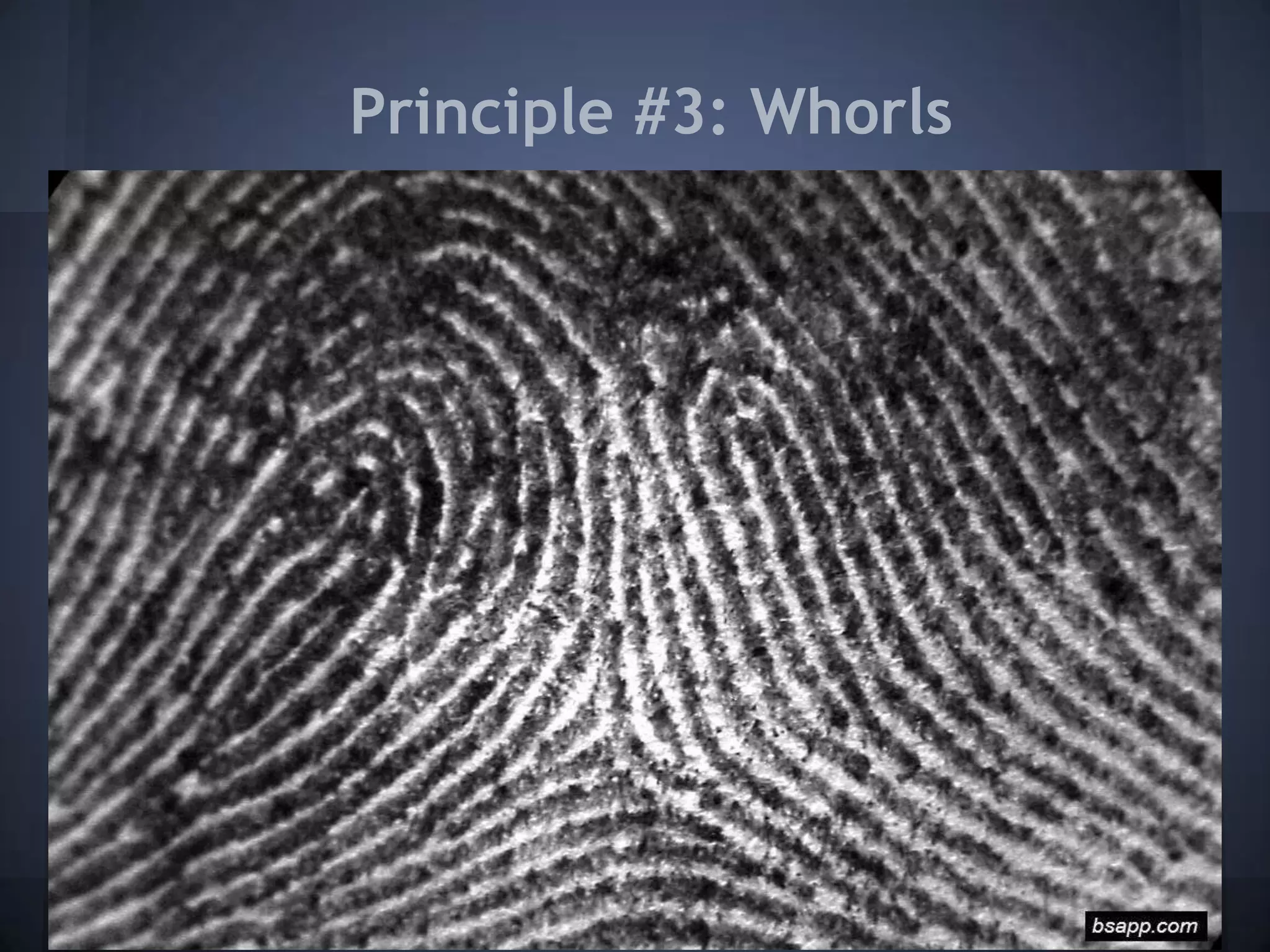 Principle #3: Whorls
 