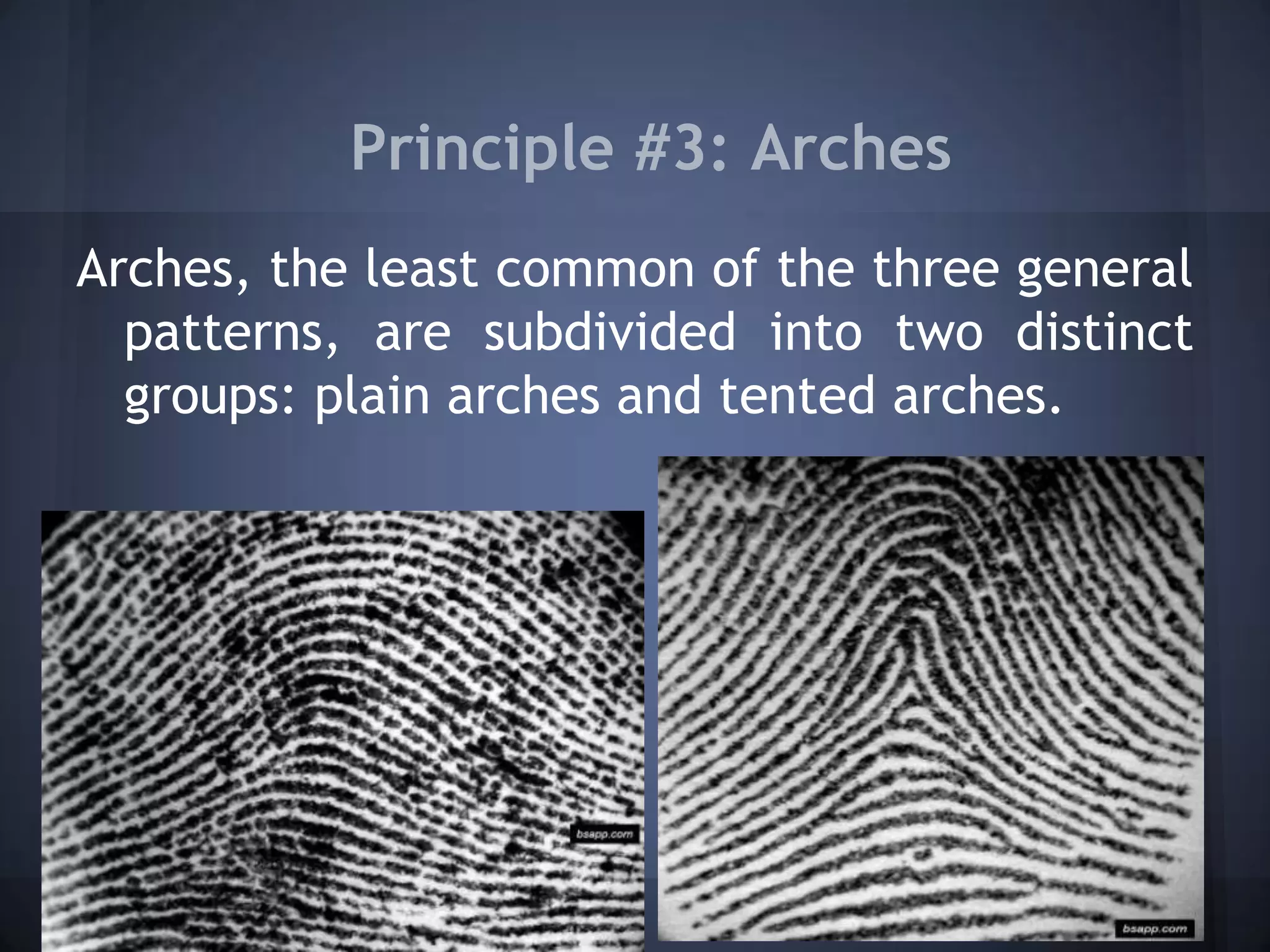 Principle #3: Arches
Arches, the least common of the three general
patterns, are subdivided into two distinct
groups: plain arches and tented arches.
 
