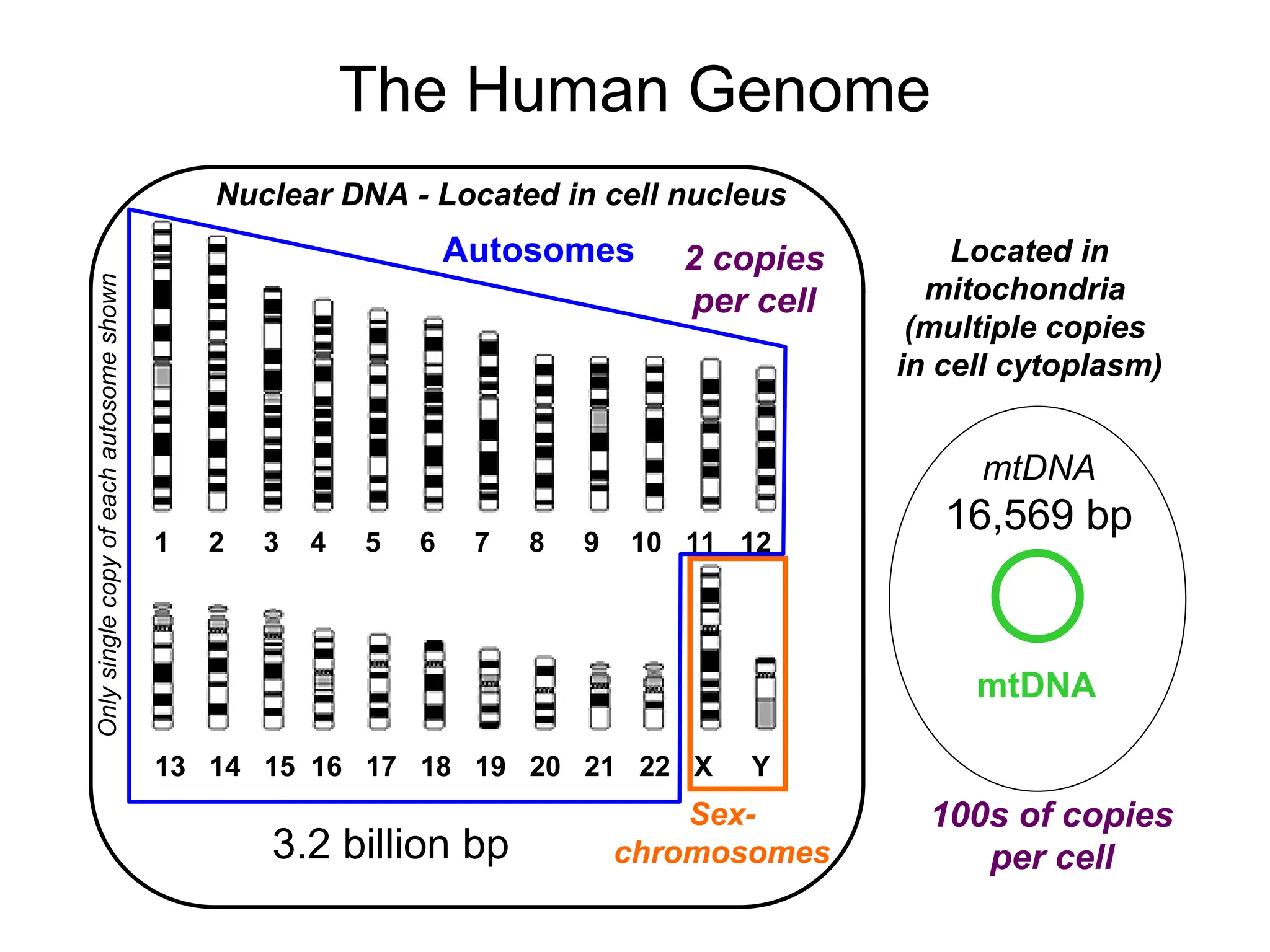 Fundamentals of Forensic DNA Typing .ppt