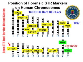 Fundamentals of Forensic DNA Typing .ppt