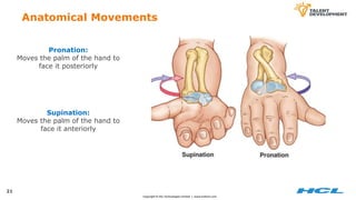 Supination Main Fundamentals of Human Anatomy & Physiology.pptx