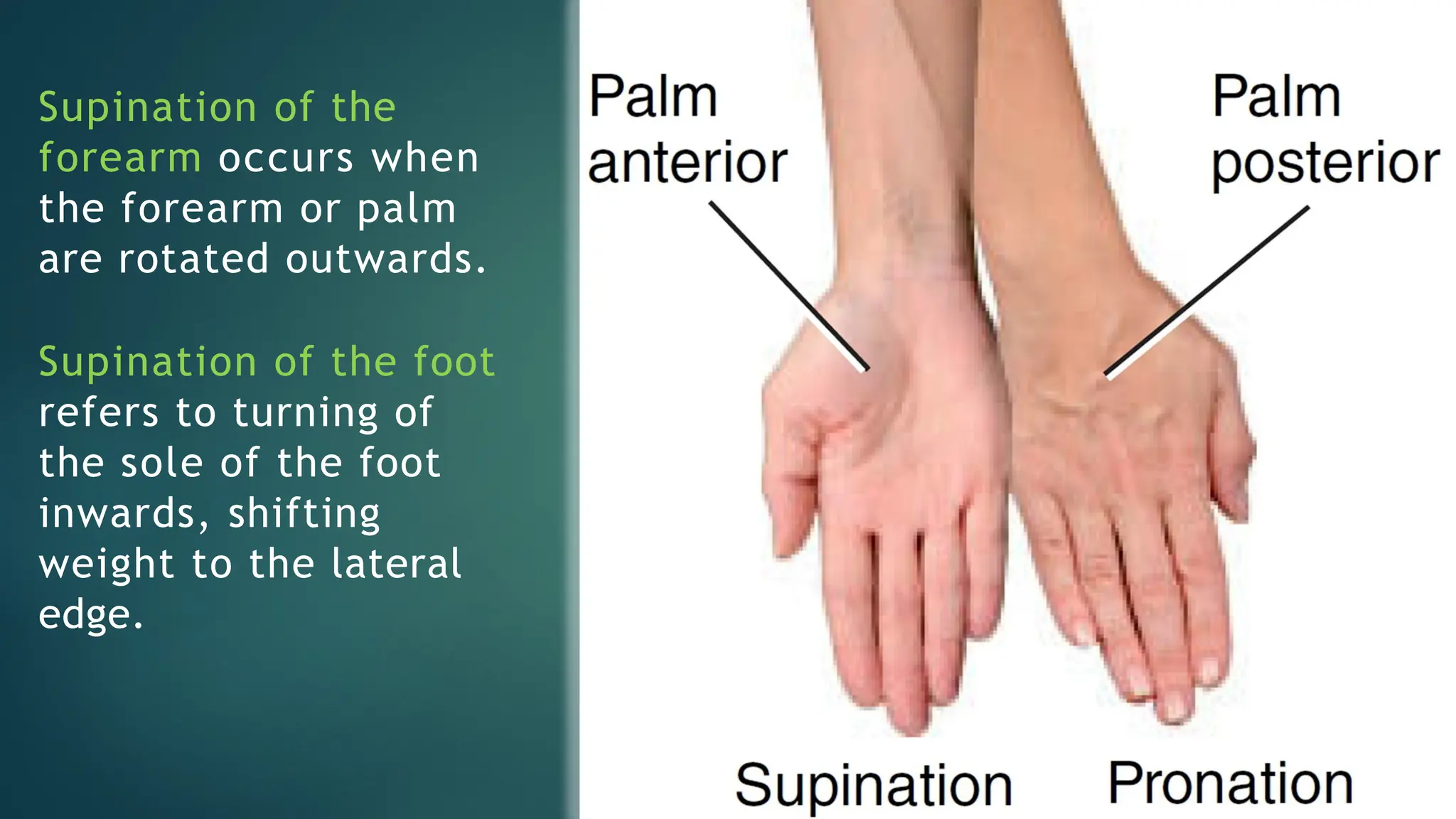 fundamentals of kinesiology and biomechanics in sports 2.0.pptx