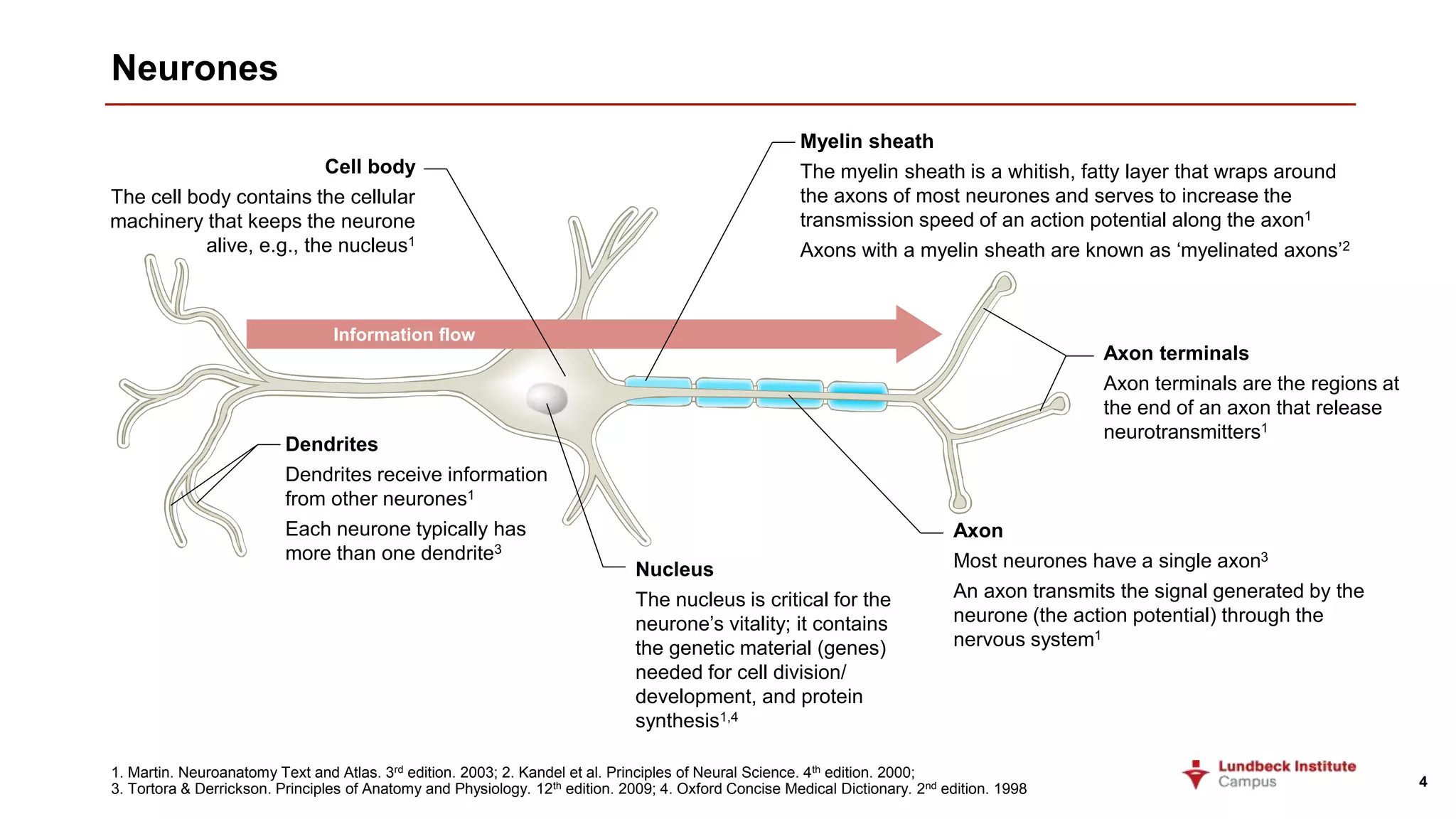 Neural Wraps fundamentals_of_neurobiology.pptx