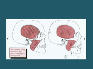 Occclusion Training fundamentals of occlusion.pptx