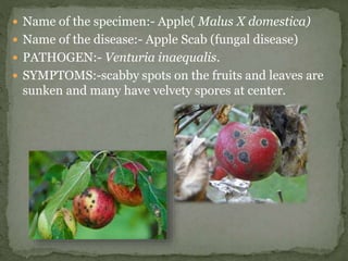  Name of the specimen:-Tomato(Solanum
lycopersicum)
 Name of the disease:-Late blight(Fungal disease)
 PATHOGEN:-Phtyop...