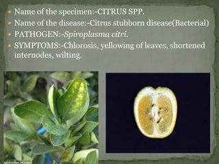  Name of the specimen:-Apple
 Name of the disease:-sooty blotch( fungal)
 PATHOGEN:-Zygophiala jamaicensis.
 SYMPTOMS:...