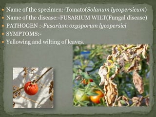 Name of the specimen:- ROSE( Rosa chinnensis)
Name of the disease:- Powdery Mildew(Fungal)
PATHOGEN:-Podosphaera pannosa
S...