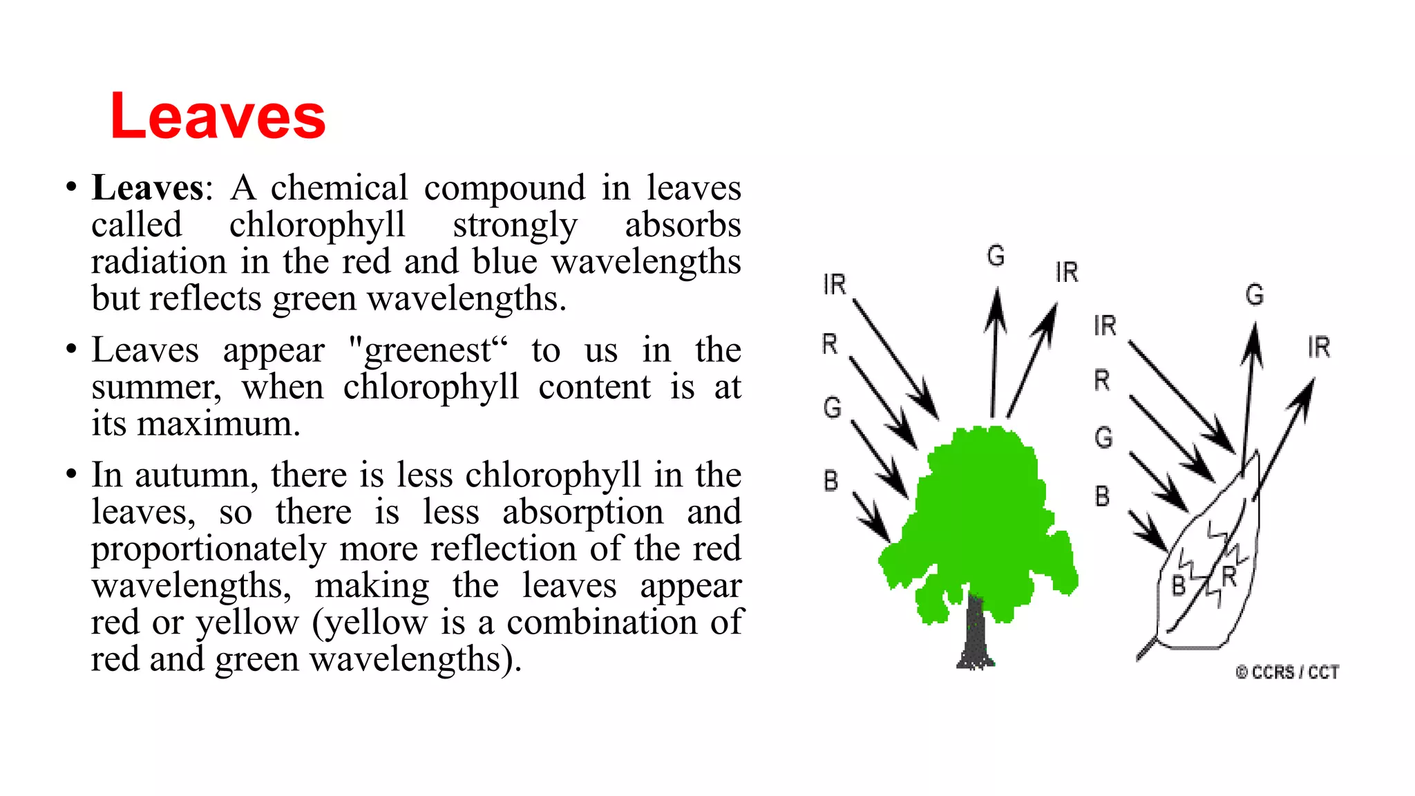 Leaves
• Leaves: A chemical compound in leaves
called chlorophyll strongly absorbs
radiation in the red and blue wavelengths
but reflects green wavelengths.
• Leaves appear "greenest“ to us in the
summer, when chlorophyll content is at
its maximum.
• In autumn, there is less chlorophyll in the
leaves, so there is less absorption and
proportionately more reflection of the red
wavelengths, making the leaves appear
red or yellow (yellow is a combination of
red and green wavelengths).
 