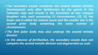 The secondary oocyte completes the second meiotic division
(homotypical) only after fertilization by the sperm in the
Fallopian tube and results in the formation of two unequal
daughter cells, each possessing 23 chromosomes (23, X), the
larger one is called the mature ovum and the smaller one is the
second polar body containing the same number of
chromosomes.
The first polar body may also undergo the second meiotic
division.
In the absence of fertilization, the secondary oocyte does not
complete the second meiotic division and degenerates as such.
 