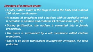 Structure of a mature ovum:-
A fully mature ovum is the largest cell in the body and is about
130 microns in diameter.
It consists of cytoplasm and a nucleus with its nucleolus which
is eccentric in position and contains 23 chromosomes (23, X).
During fertilization, the nucleus is converted into a female
pronucleus.
The ovum is surrounded by a cell membrane called vitelline
membrane.
There is an outer transparent mucoprotein envelope, the zona
pellucida.
 