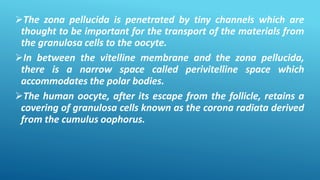 The zona pellucida is penetrated by tiny channels which are
thought to be important for the transport of the materials from
the granulosa cells to the oocyte.
In between the vitelline membrane and the zona pellucida,
there is a narrow space called perivitelline space which
accommodates the polar bodies.
The human oocyte, after its escape from the follicle, retains a
covering of granulosa cells known as the corona radiata derived
from the cumulus oophorus.
 