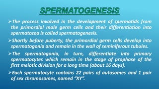 The process involved in the development of spermatids from
the primordial male germ cells and their differentiation into
spermatozoa is called spermatogenesis.
Shortly before puberty, the primordial germ cells develop into
spermatogonia and remain in the wall of seminiferous tubules.
The spermatogonia, in turn, differentiate into primary
spermatocytes which remain in the stage of prophase of the
first meiotic division for a long time (about 16 days).
Each spermatocyte contains 22 pairs of autosomes and 1 pair
of sex chromosomes, named “XY”.
 