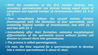 With the completion of the first meiotic division, two
secondary spermatocytes are formed having equal share of
cytoplasm and haploid number of chromosomes either 23, X or
23, Y.
Then immediately follows the second meiotic division
(homotypical) with the formation of four spermatids, each
containing haploid number of chromosomes, two with 23, X
and two with 23, Y.
Immediately after their formation, extensive morphological
differentiation of the spermatids occurs without further cell
division to convert them into spermatozoa.
The process is called spermiogenesis.
In man, the time required for a spermatogonium to develop
into a mature spermatozoon is about 61 days.
 