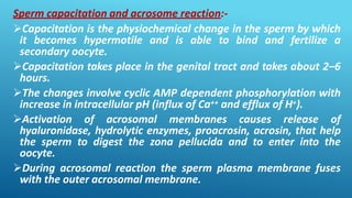 Sperm capacitation and acrosome reaction:-
Capacitation is the physiochemical change in the sperm by which
it becomes hypermotile and is able to bind and fertilize a
secondary oocyte.
Capacitation takes place in the genital tract and takes about 2–6
hours.
The changes involve cyclic AMP dependent phosphorylation with
increase in intracellular pH (influx of Ca++ and efflux of H+).
Activation of acrosomal membranes causes release of
hyaluronidase, hydrolytic enzymes, proacrosin, acrosin, that help
the sperm to digest the zona pellucida and to enter into the
oocyte.
During acrosomal reaction the sperm plasma membrane fuses
with the outer acrosomal membrane.
 