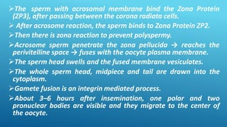 The sperm with acrosomal membrane bind the Zona Protein
(ZP3), after passing between the corona radiata cells.
 After acrosome reaction, the sperm binds to Zona Protein ZP2.
Then there is zona reaction to prevent polyspermy.
Acrosome sperm penetrate the zona pellucida → reaches the
perivitelline space → fuses with the oocyte plasma membrane.
The sperm head swells and the fused membrane vesiculates.
The whole sperm head, midpiece and tail are drawn into the
cytoplasm.
Gamete fusion is an integrin mediated process.
About 3–6 hours after insemination, one polar and two
pronuclear bodies are visible and they migrate to the center of
the oocyte.
 