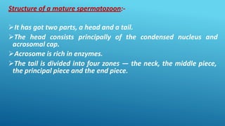 Structure of a mature spermatozoon:-
It has got two parts, a head and a tail.
The head consists principally of the condensed nucleus and
acrosomal cap.
Acrosome is rich in enzymes.
The tail is divided into four zones — the neck, the middle piece,
the principal piece and the end piece.
 