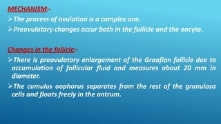 MECHANISM:-
The process of ovulation is a complex one.
Preovulatory changes occur both in the follicle and the oocyte.
Changes in the follicle:-
There is preovulatory enlargement of the Graafian follicle due to
accumulation of follicular fluid and measures about 20 mm in
diameter.
The cumulus oophorus separates from the rest of the granulosa
cells and floats freely in the antrum.
 