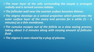 The inner layer of the cells surrounding the oocyte is arranged
radially and is termed corona radiata.
The follicular wall near the ovarian surface becomes thinner.
The stigma develops as a conical projection which penetrates the
outer surface layer of the ovary and persists for a while (½ – 2
minutes) as a thin membrane.
The cumulus escapes out of the follicle as a slow oozing process,
taking about 1–2 minutes along with varying amount of follicular
fluid.
The stigma is soon closed by a plug of plasma.
 