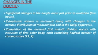 CHANGES IN THE
OOCYTE:-
Significant changes in the oocyte occur just prior to ovulation (few
hours).
Cytoplasmic volume is increased along with changes in the
number, distribution of mitochondria and in the Golgi apparatus.
Completion of the arrested first meiotic division occurs with
extrusion of first polar body, each containing haploid number of
chromosomes (23, X).
 