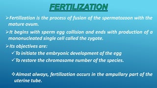 Fertilization is the process of fusion of the spermatozoon with the
mature ovum.
It begins with sperm egg collision and ends with production of a
mononucleated single cell called the zygote.
Its objectives are:
To initiate the embryonic development of the egg
To restore the chromosome number of the species.
Almost always, fertilization occurs in the ampullary part of the
uterine tube.
 