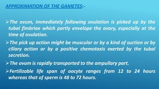 APPROXIMATION OF THE GAMETES:-
The ovum, immediately following ovulation is picked up by the
tubal fimbriae which partly envelope the ovary, especially at the
time of ovulation.
The pick up action might be muscular or by a kind of suction or by
ciliary action or by a positive chemotaxis exerted by the tubal
secretion.
The ovum is rapidly transported to the ampullary part.
Fertilizable life span of oocyte ranges from 12 to 24 hours
whereas that of sperm is 48 to 72 hours.
 