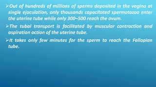 Out of hundreds of millions of sperms deposited in the vagina at
single ejaculation, only thousands capacitated spermatozoa enter
the uterine tube while only 300–500 reach the ovum.
The tubal transport is facilitated by muscular contraction and
aspiration action of the uterine tube.
It takes only few minutes for the sperm to reach the Fallopian
tube.
 
