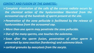 CONTACT AND FUSION OF THE GAMETES:-
Complete dissolution of the cells of the corona radiata occurs by
the chemical action of the hyaluronidase liberated from the
acrosomal cap of the hundreds of sperm present at the site.
Penetration of the zona pellucida is facilitated by the release of
hyaluronidase from the acrosomal cap.
More than one sperm may penetrate the zona pellucida.
Out of the many sperms, one touches the oolemma.
Soon after the sperm fusion, penetration of other sperm is
prevented by zona reaction (hardening) and oolemma block.
cortical granules by exocytosis from the oocyte.
 