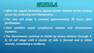 After the zygote formation, typical mitotic division of the nucleus
occurs by producing two blastomeres.
The two cell stage is reached approximately 30 hours after
fertilization.
Each contains equal cytoplasmic volume and chromosome
numbers.
The blastomeres continue to divide by binary division through 4,
8, 16 cell stage until a cluster of cells is formed and is called
morula, resembling a mulberry.
 