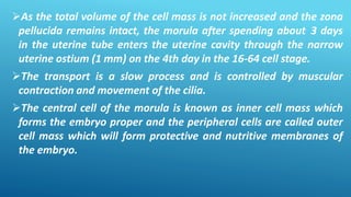 As the total volume of the cell mass is not increased and the zona
pellucida remains intact, the morula after spending about 3 days
in the uterine tube enters the uterine cavity through the narrow
uterine ostium (1 mm) on the 4th day in the 16-64 cell stage.
The transport is a slow process and is controlled by muscular
contraction and movement of the cilia.
The central cell of the morula is known as inner cell mass which
forms the embryo proper and the peripheral cells are called outer
cell mass which will form protective and nutritive membranes of
the embryo.
 