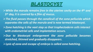 While the morula remains free in the uterine cavity on the 4th and
5th day, it is covered by a film of mucus.
The fluid passes through the canaliculi of the zona pellucida which
separates the cells of the morula and is now termed blastocyst.
Zona hatching is the next step so that trophectoderm cells interact
with endometrial cells and implantation occurs.
Due to blastocyst enlargement the zona pellucida becomes
stretched, thinned and gradually disappears.
Lysis of zona and escape of embryo is called zona hatching.
 